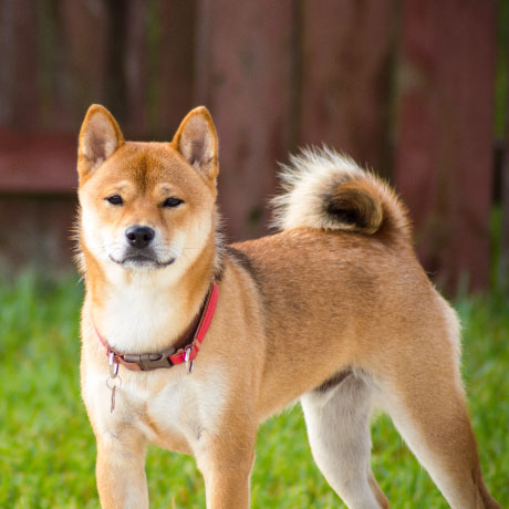 Dog Walker In Portland Or Madison A